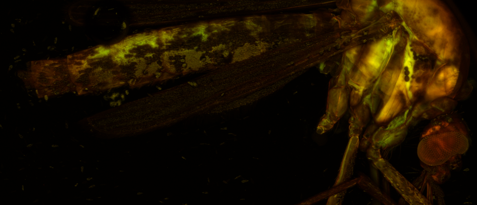 Two-photon image of a cleared mosquito prepared as a vector-borne pathogen proof of concept