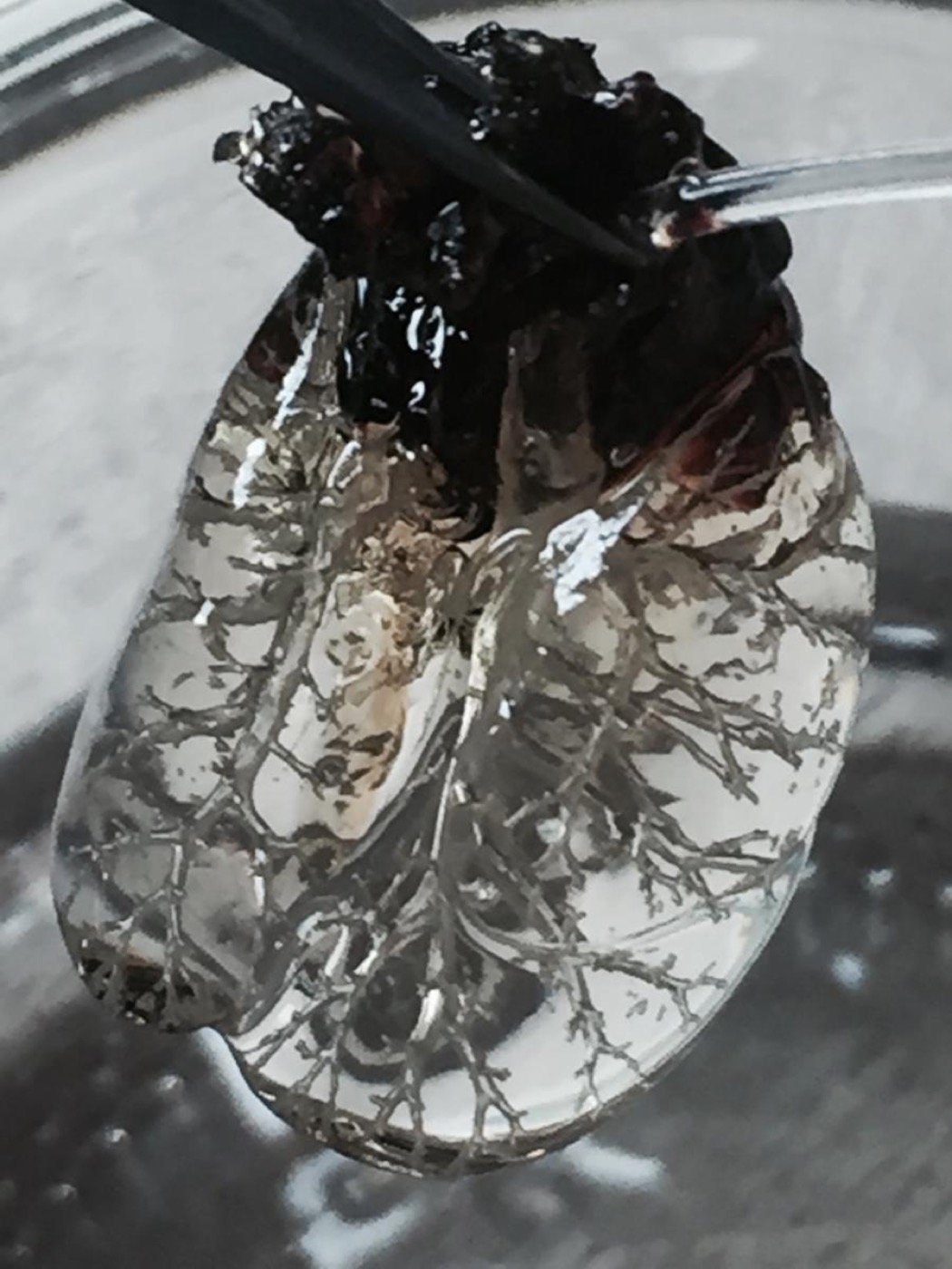 Optically cleared mouse lung held for imaging